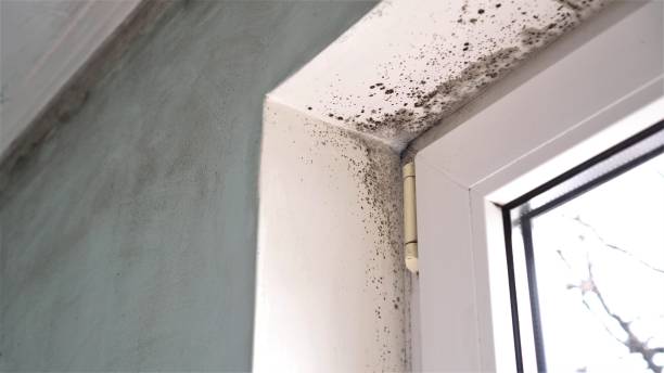 Best Mold Damage Repair  in Bicknell, IN