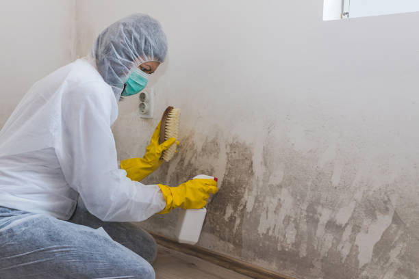 Best Mold Remediation  in Bicknell, IN