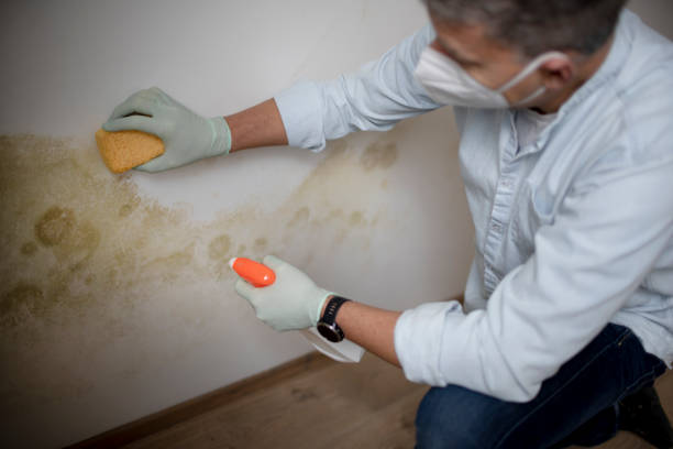 Best Mold Cleaning Services  in Bicknell, IN