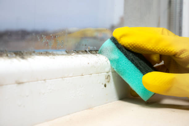 Best Toxic Mold Removal  in Bicknell, IN