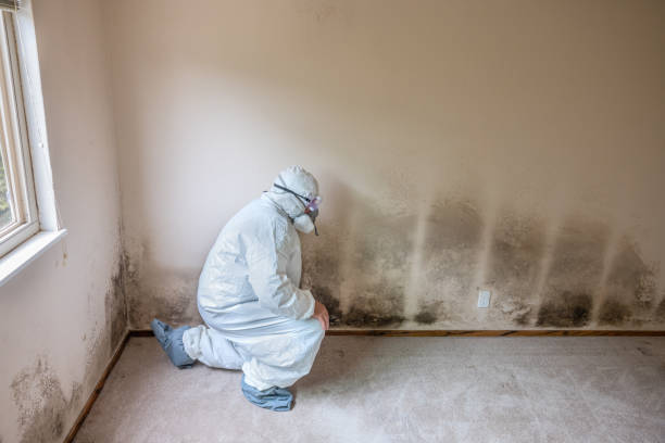 Best Crawl Space Mold Removal  in Bicknell, IN