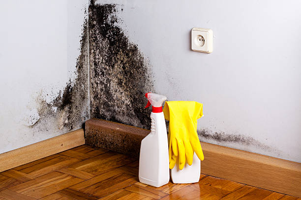 Best Office Mold Removal Services  in Bicknell, IN