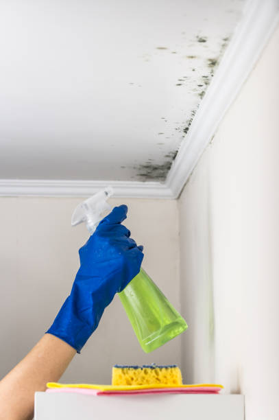 Best Residential Mold Removal  in Bicknell, IN